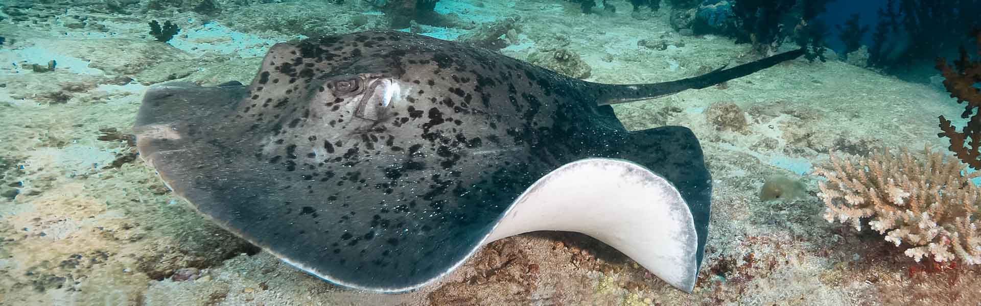 Blackblotched Stingray: Discovering the Intriguing Nature of These Unique Marine Creatures